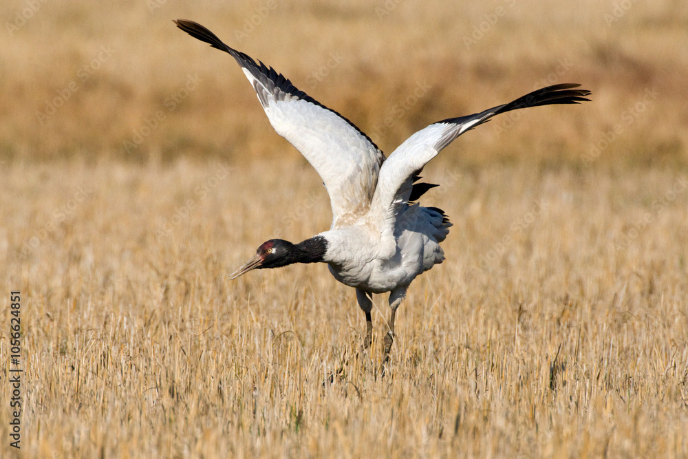 Zwarthalskraanvogel, Black-necked Crane, Grus nigricollis