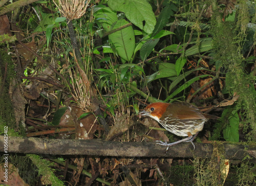 Roestkapmierpitta, Chestnut-crowned Antpitta, Grallaria ruficapi photo