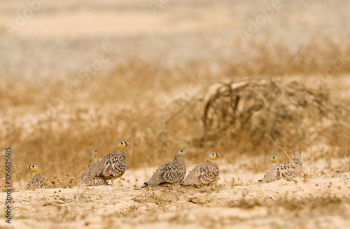 Kroonzandhoen, Crowned Sandgrouse, Pterocles coronatus photo