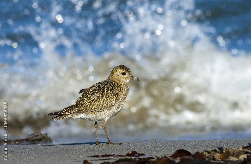 Golden Plover, Goudplevier, Pluvialis apricaria Golden Plover, Goudplevier, Pluvialis apricaria
