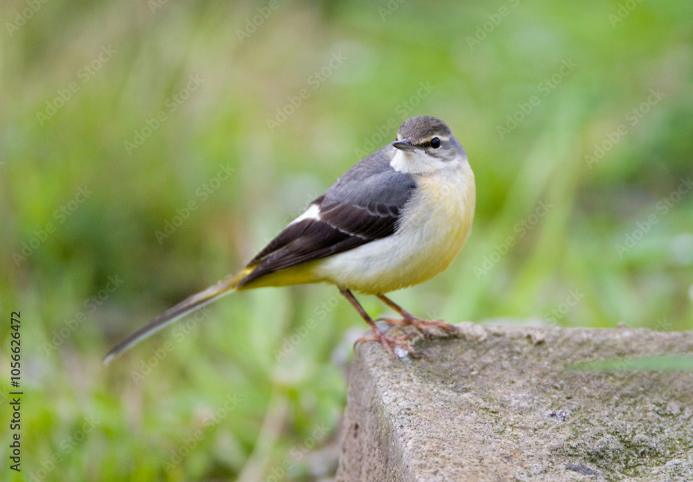 Grote Gele Kwikstaart, Grey Wagtail, Motacilla cinerea Grote Gele Kwikstaart, Grey Wagtail, Motacilla cinerea