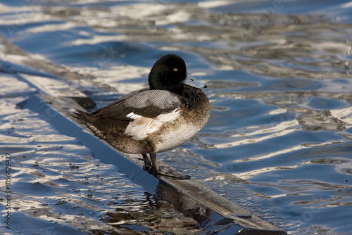 Topper, Greater scaup, Aythya marila photo