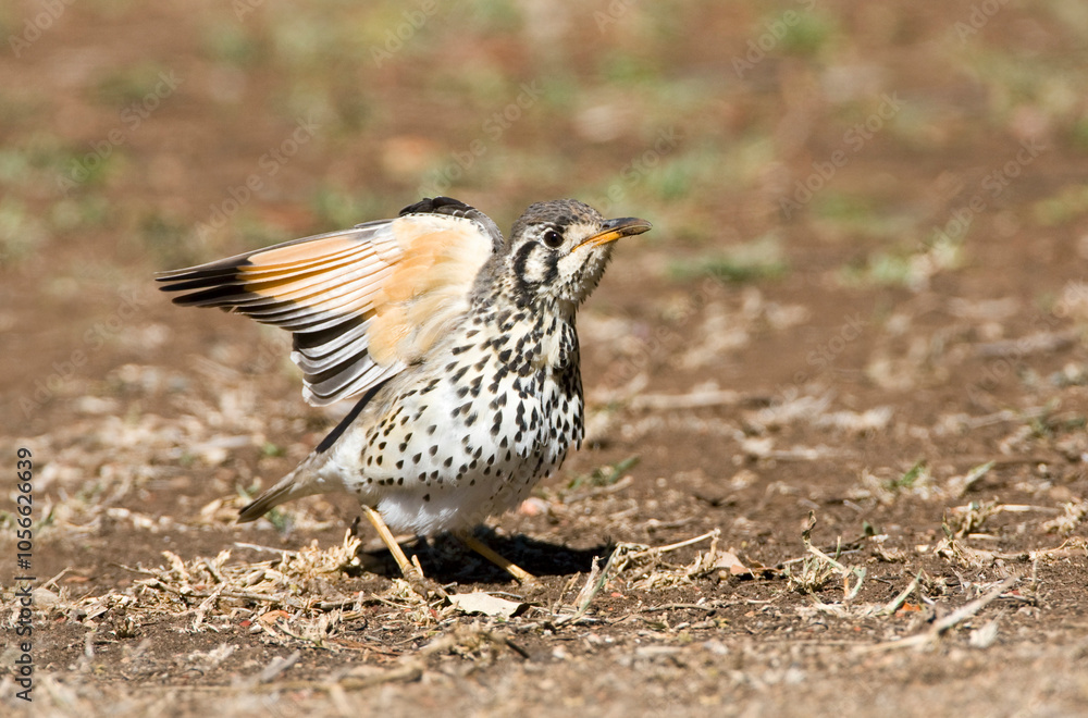 Fototapeta premium Groundscraper Thrush, Psophocichla litsitsirupa