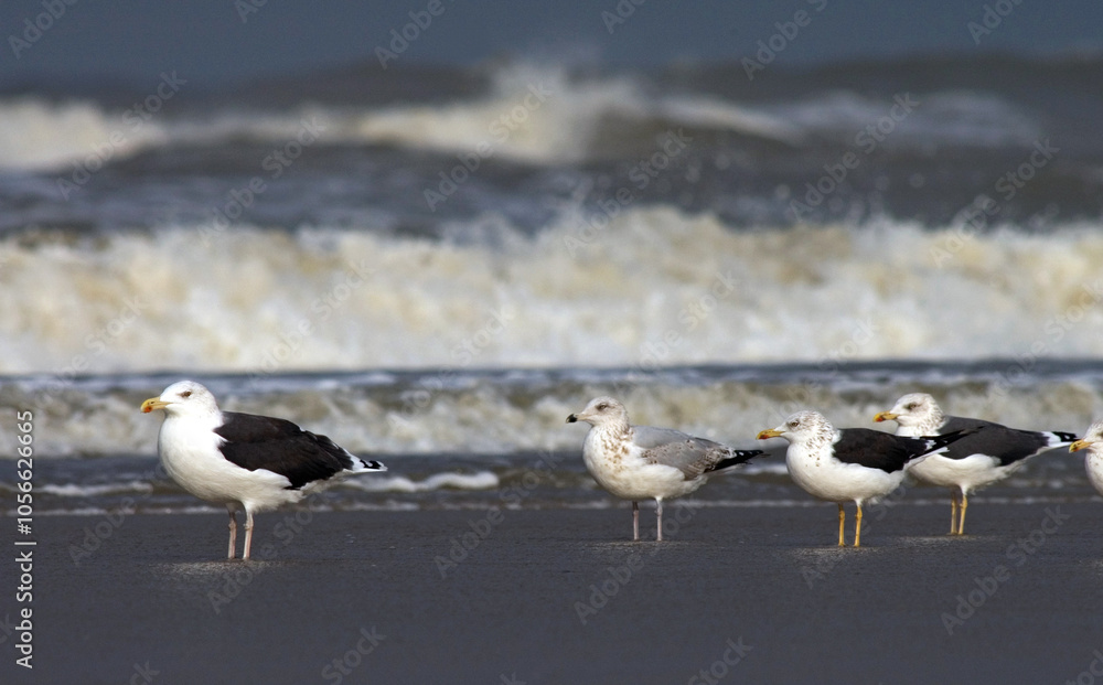 Meeuwen rustend op het strand van Katwijk; Gulls resting on Katwijk beach (Holland)