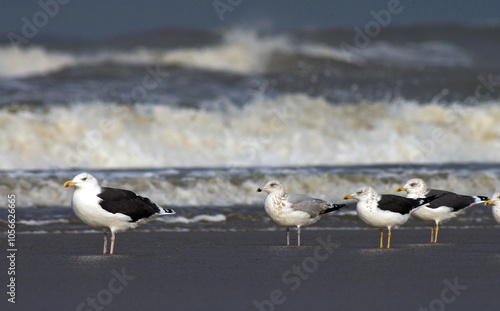 Obraz na płótnie Meeuwen rustend op het strand van Katwijk; Gulls resting on Katwijk beach (Holland) w salonie