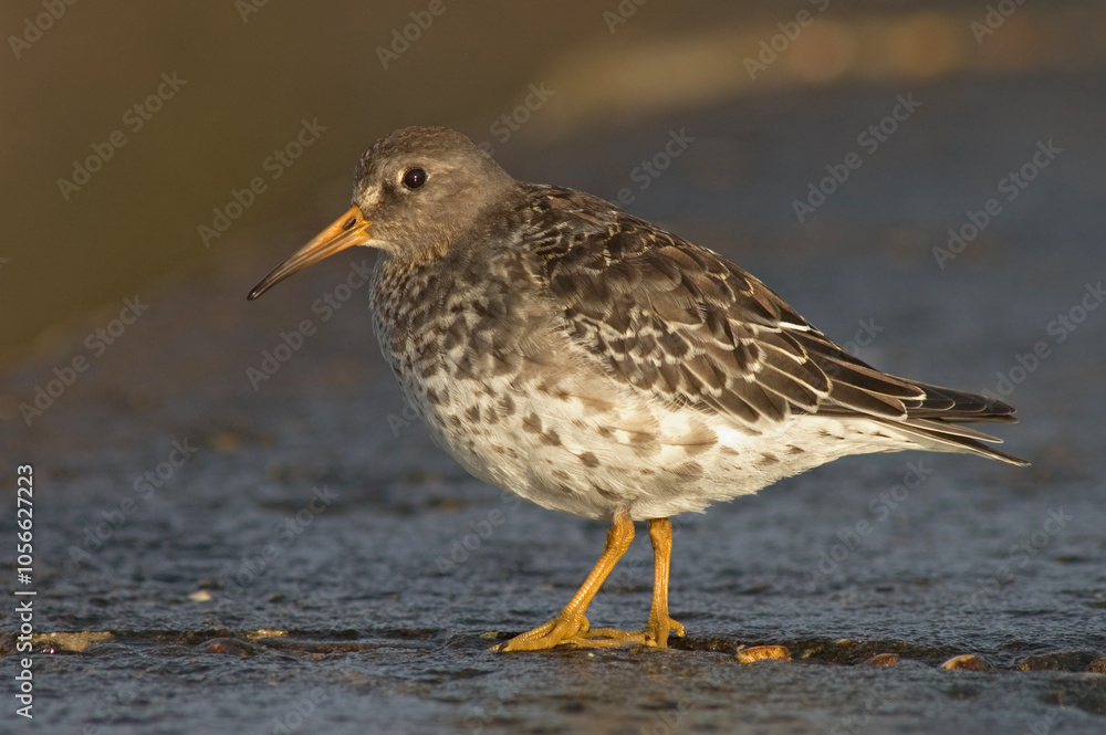 Purple Sandpiper, Paarse Strandloper, Calidris maritima Purple Sandpiper, Paarse Strandloper, Calidris maritima