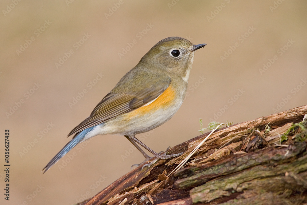 Red-flanked Bluetail, Blauwstaart, Luscinia cyanura Red-flanked Bluetail, Blauwstaart, Luscinia cyanura