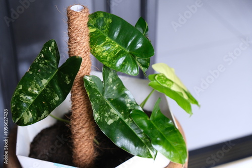 Philodendron burle marx variegated mixed colors 
