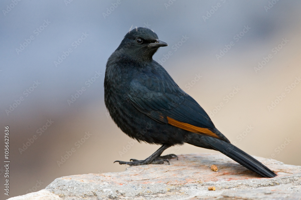 African Red-winged Starling, Onychognathus morio African Red-winged Starling, Onychognathus morio