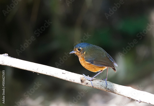 Grijskapdwergmierpitta, Slate-crowned Antpitta, Grallaricula nana photo