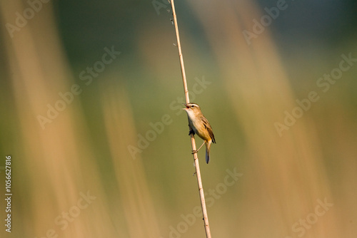 Rietzanger, Sedge Warbler, Acrocephalus schoenobaenus photo