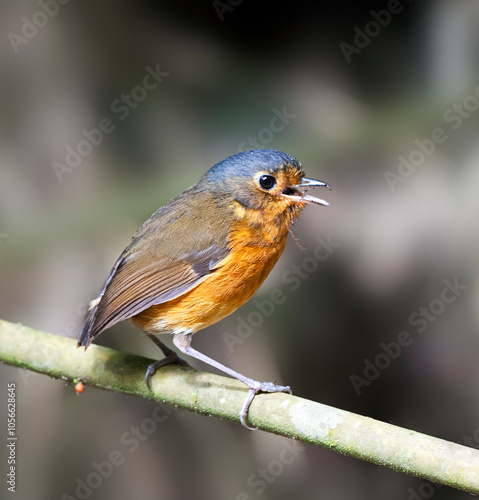 Grijskapdwergmierpitta, Slate-crowned Antpitta, Grallaricula nan photo