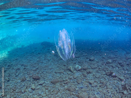 水面を漂う、不思議なカブトクラゲ（カブトクラゲ科）。
英名学名：Comb jelly (Bolinopsis mikado, Jellyfish)
静岡県伊豆半島賀茂郡南伊豆町中木ヒリゾ浜2024年
 photo