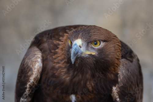 Golden Eagle (Aquila chrysaetos) bird of prey close up detailed shot photo