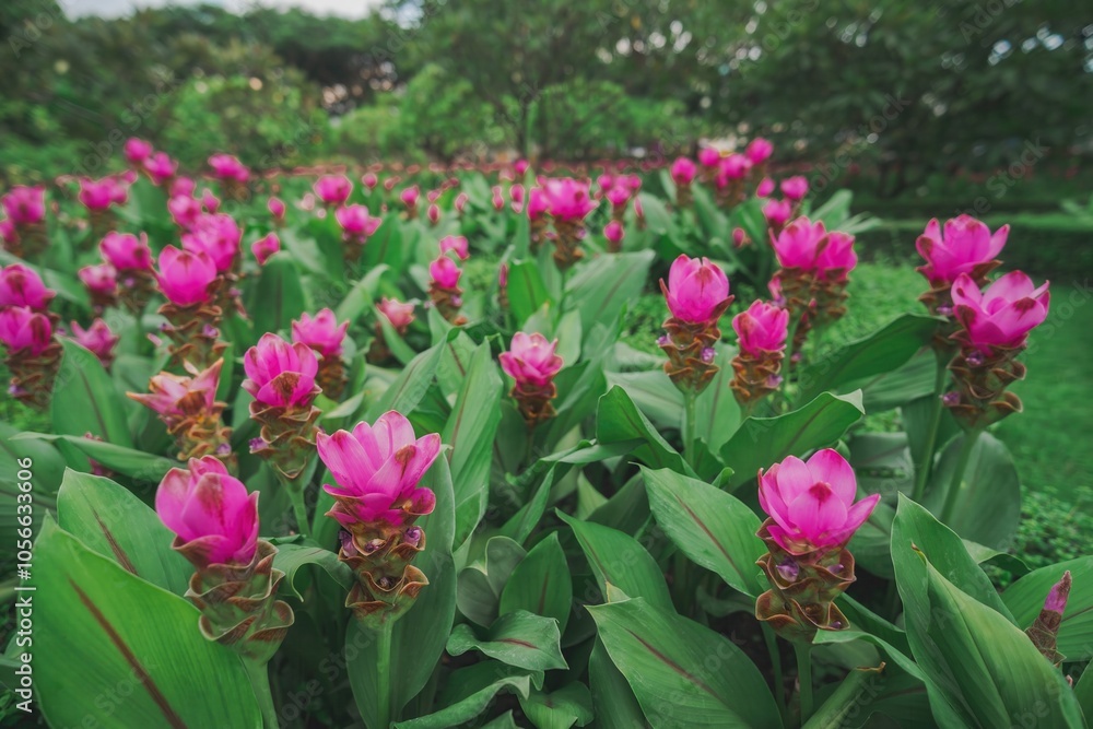 Vibrant Field of Pink Curcuma Flowers Blooming in Rows Vibrant Field of Pink Curcuma Flowers Blooming in Rows