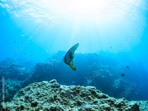 美しく不思議なツバメウオ（ツバメウオ属）のペア他。
英名学名：Longfin Batfish, Platax teira
静岡県伊豆半島賀茂郡南伊豆町中木ヒリゾ浜2024年
 photo