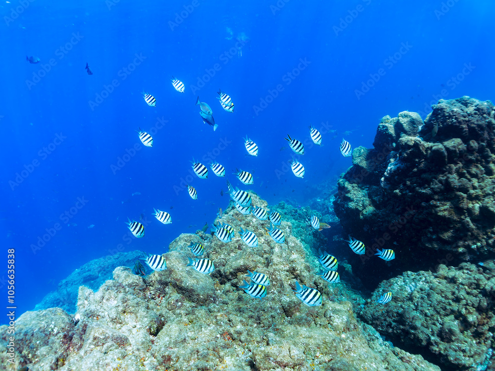 Fototapeta premium 可愛いオヤビッチャ(スズメダイ科)他の群れ 英名学名:Sergeant Major (Abudefduf vaigiensis) 静岡県伊豆半島賀茂郡南伊豆町中木ヒリゾ浜2024年
