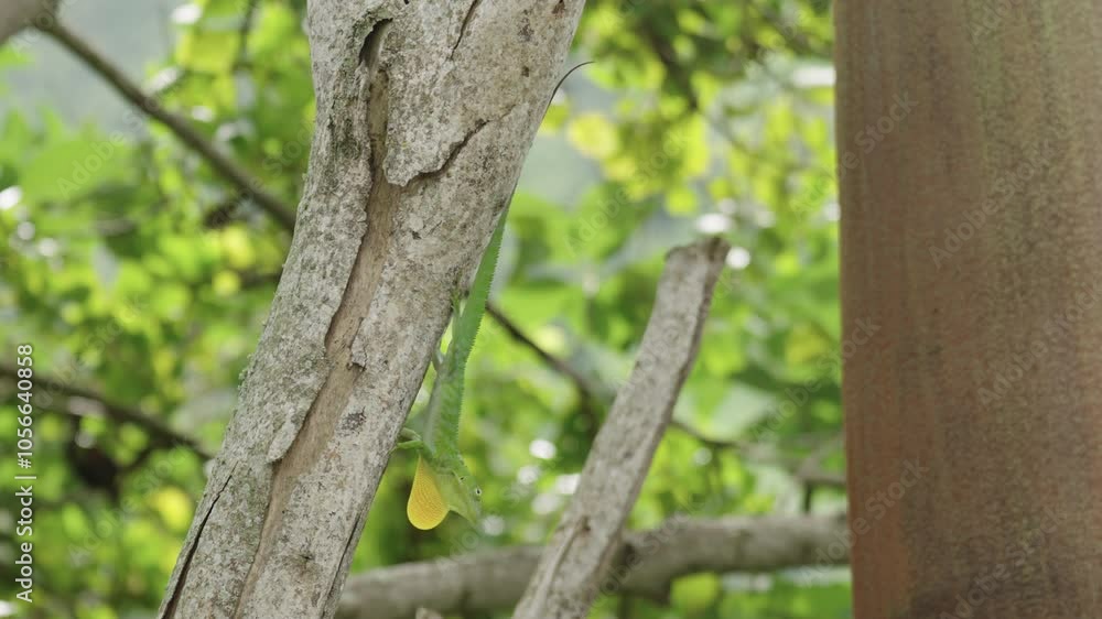 Jamaican giant anole, an endemic lizard from Jamaica. Display behaviour head bobbing and neck flairing. Territorial and mating display. Jamaican giant anole, an endemic lizard from Jamaica. Display behaviour head bobbing and neck flairing. Territorial and mating display.