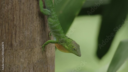 Jamaican giant anole, an endemic lizard from Jamaica. Display behaviour - territorial and mating display.