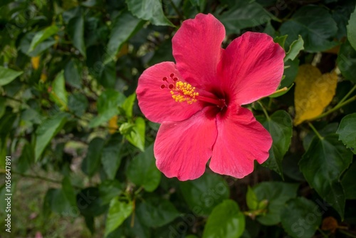 Close up of red hibiscus flower blooming in the tropical garden