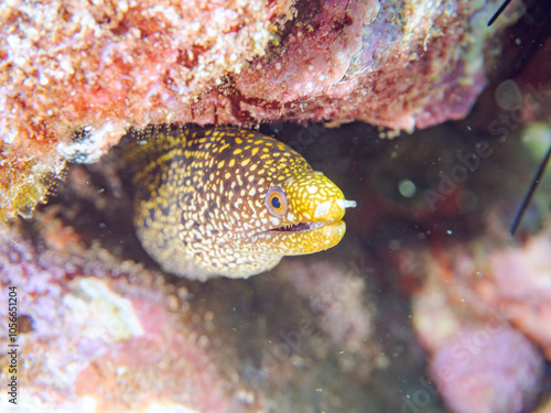 美しいワカウツボ（ウツボ科）の幼魚。 英名、学名：Abbott's moray eel (Gymnothorax meleagris) 静岡県伊豆半島賀茂郡南伊豆町中木ヒリゾ浜2024年 