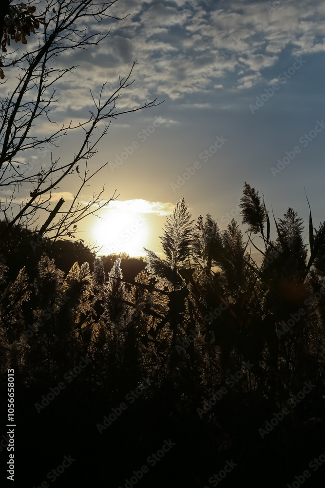 Fototapeta premium Beautiful photo of tall seeding grass backlit by the setting sun.