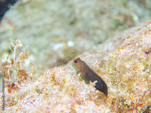 美しいテーブルサンゴと可愛いタテガミカエルウオ（イソギンポ科）の幼魚他。
英名、学名：Chestnut eyelash-blenny (Cirripectes castaneus) 
静岡県伊豆半島賀茂郡南伊豆町中木ヒリゾ浜2024年
 photo