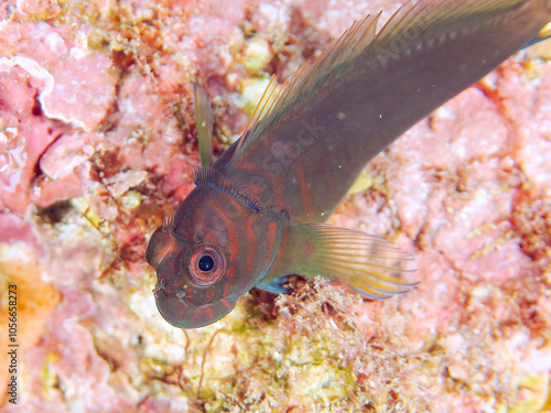 美しいテーブルサンゴと可愛いタテガミカエルウオ（イソギンポ科）の幼魚他。
英名、学名：Chestnut eyelash-blenny (Cirripectes castaneus) 
静岡県伊豆半島賀茂郡南伊豆町中木ヒリゾ浜2024年
 photo