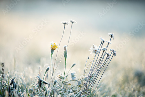 Beautiful delicate flowers yellow and white fluffy dandelions in hoarfrost on an early frosty morning. Change of seasons. Late autumn