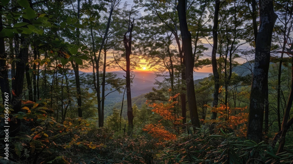 Obraz premium Sunset On The Mountain Through The Trees