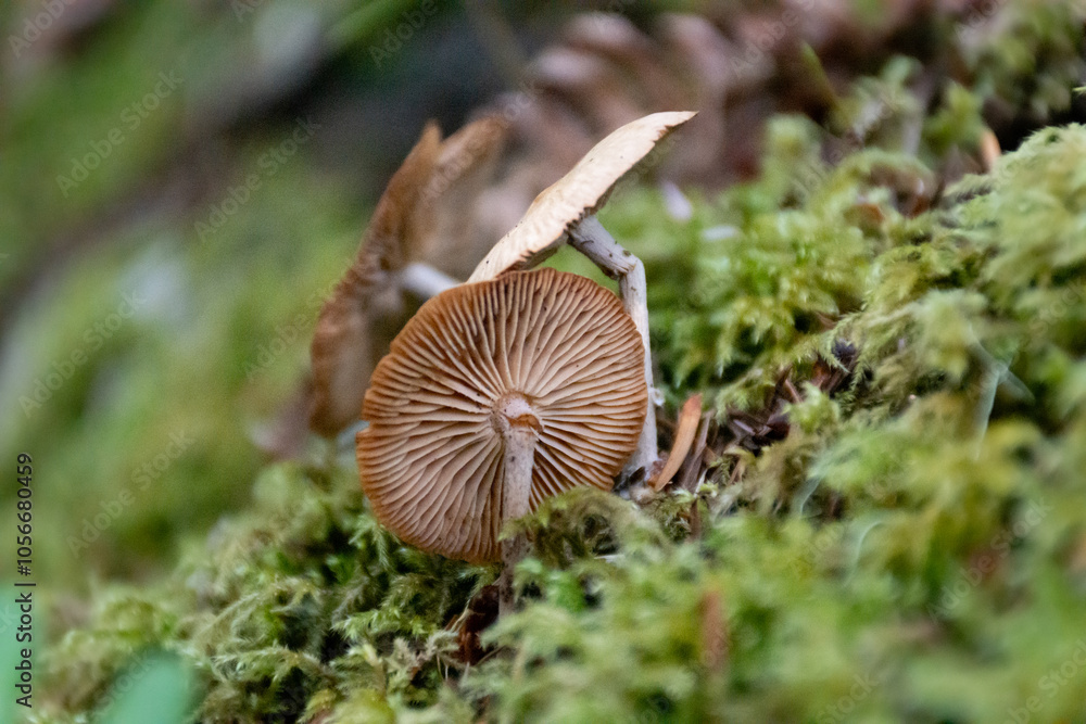 Close-up of underside of wild mushroom growing on mossy forest floor Close-up of underside of wild mushroom growing on mossy forest floor