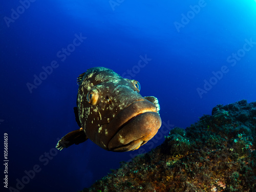 Close-up Dusky Grouper Epinephelous marginatus in Mediterranean sea photo