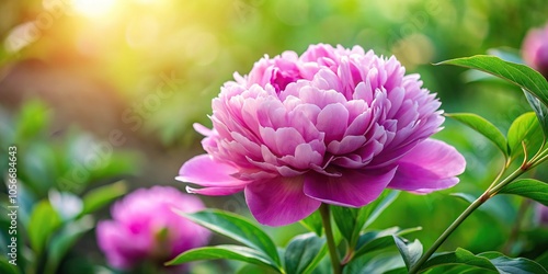 A pink peony flower with lush green leaves and delicate purple undertones in a picturesque garden, bloom, nature, pink peonies