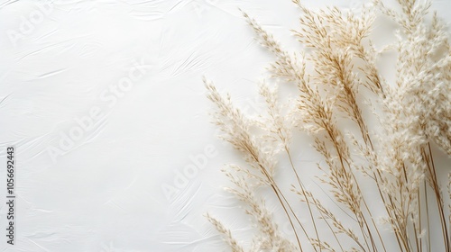 Serene White Background with Dry Pampas Grass for Rustic Minimalist Home Decor : Generative AI