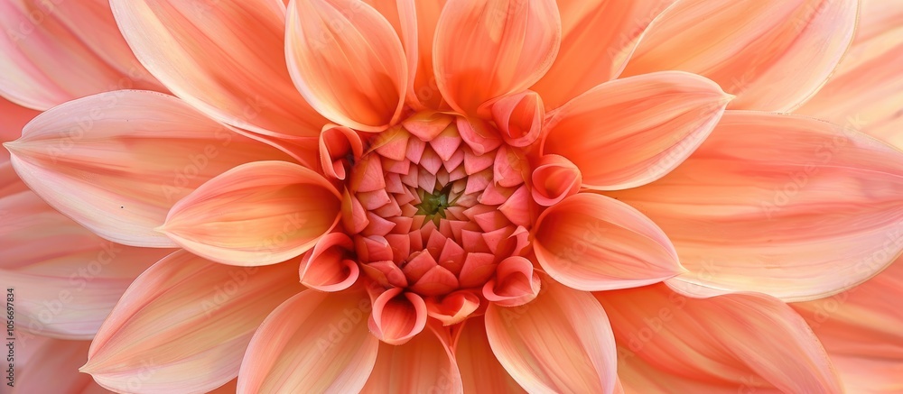 Closeup Of The Orang Coral Pink Flower Of The Tender Tuberous Summer Long Flowering Garden Dahlia Waltzing Mathilda Closeup Of The Orang Coral Pink Flower Of The Tender Tuberous Summer Long Flowering Garden Dahlia Waltzing Mathilda