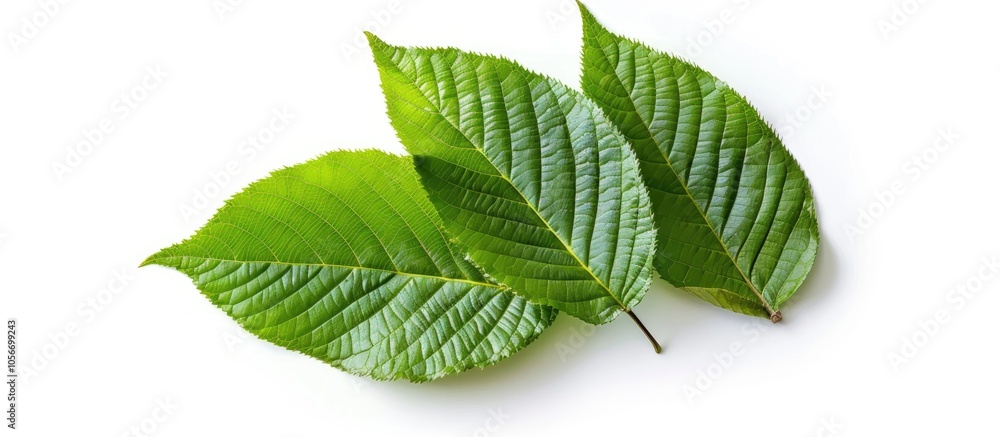 Walnut Leaves Isolated On White Background Walnut Leaves Isolated On White Background