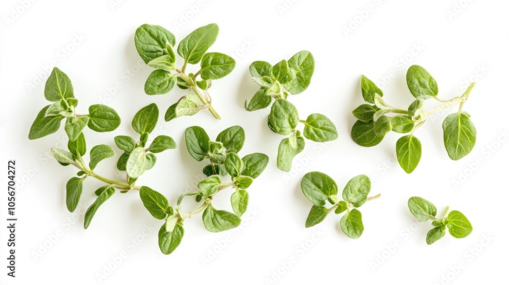 Fresh oregano herb on a white background Fresh oregano herb on a white background