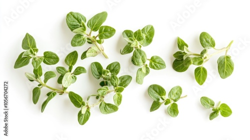 Fresh oregano herb on a white background