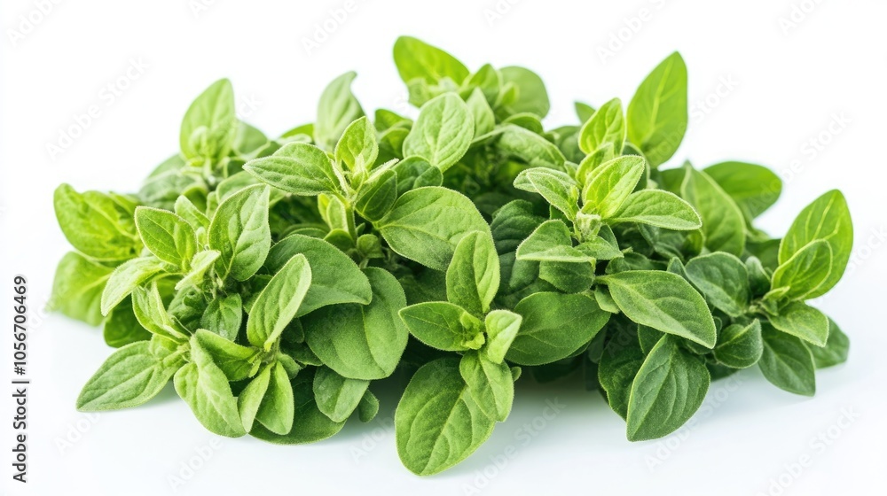 Fresh oregano herb on a white background Fresh oregano herb on a white background