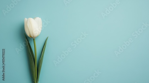 Elegant white tulip placed on a soft blue background, showcasing beauty and simplicity in nature.