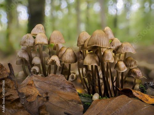 Buntstieliger Helmling.(Mycena inclinata) photo