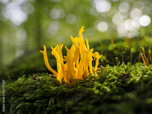 Klebriger Hörnling (Calocera viscosa), auch Ziegenbart, Zwergerlfeuer oder Klebriges Schönhorn photo