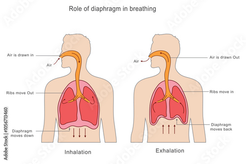 The diaphragm is key in breathing, contracting to enlarge the chest cavity for air intake during inhalation and relaxing to decrease chest volume for exhalation, pushing air out.