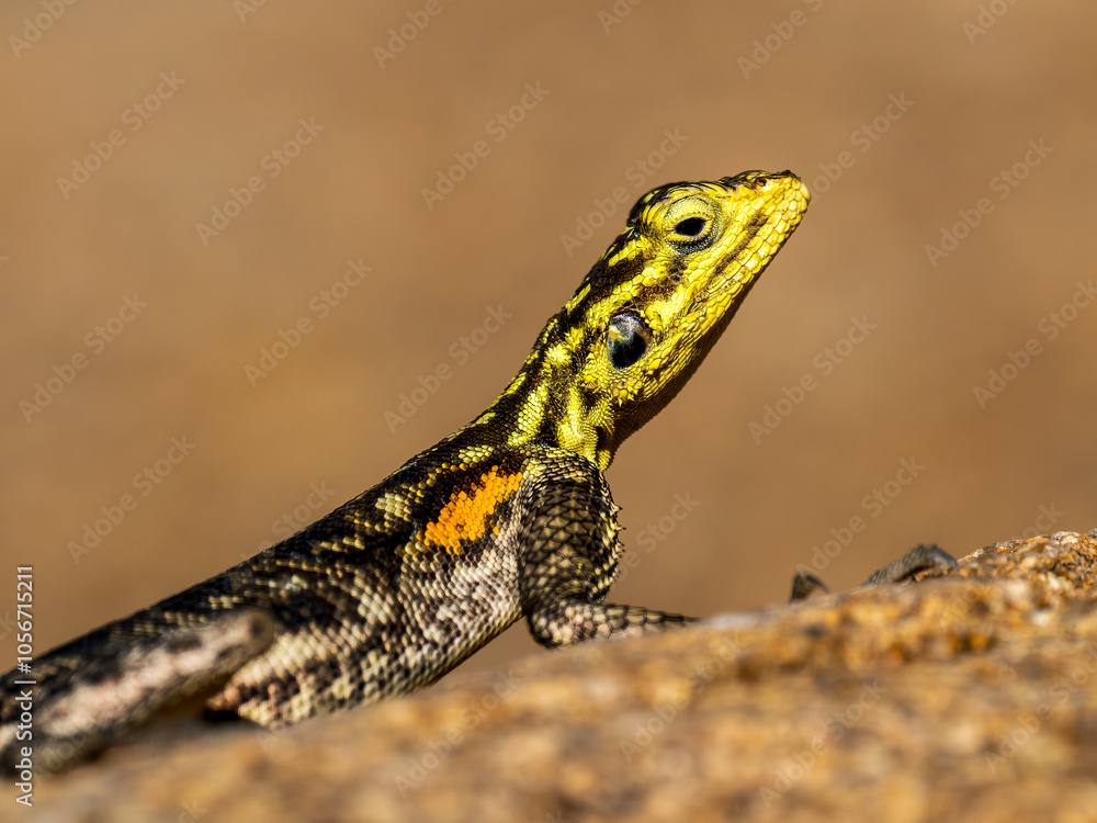 Obraz premium Namibische Felsenagame (Agama planiceps)