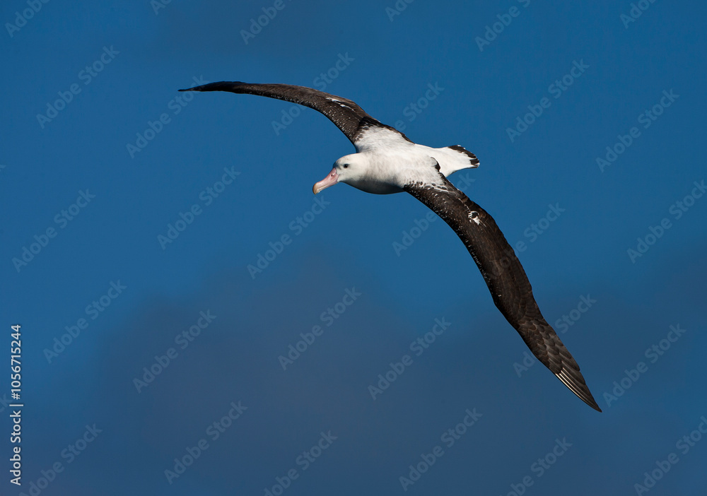 Adult Tristan Albatross; Diomedea dabbenena, in flight