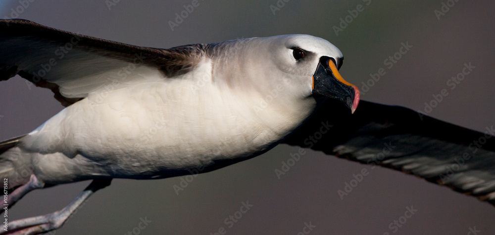 Atlantische Geelsnavelalbatros, Atlantic Yellow-nosed Albatross, Thalassarche chlororhynchos