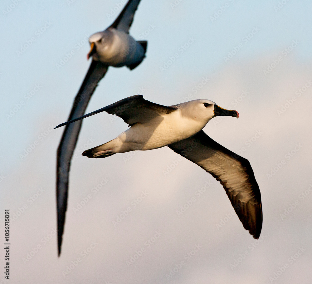 Atlantische Geelsnavelalbatros, Atlantic Yellow-nosed Albatross, Thalassarche chlororhynchos