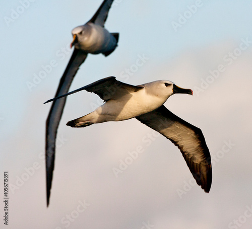 Obraz na płótnie Atlantische Geelsnavelalbatros, Atlantic Yellow-nosed Albatross, Thalassarche chlororhynchos w salonie