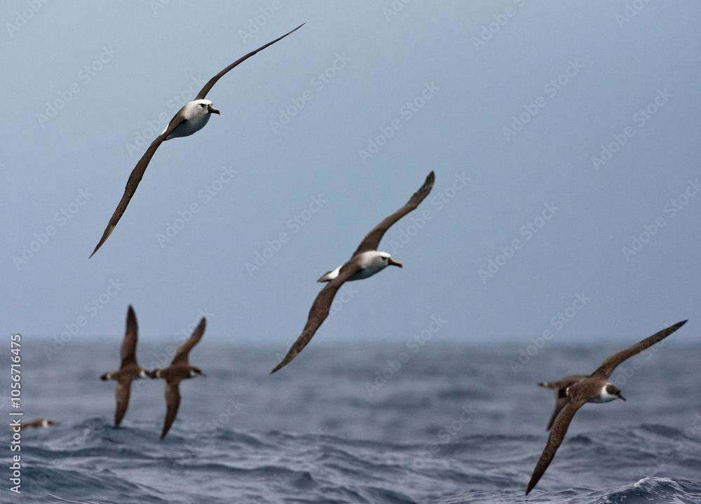 Atlantische Geelsnavelalbatros, Atlantic Yellow-nosed Albatross, Thalassarche chlororhynchos