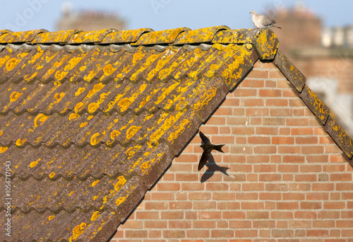 Common Swift flying in towards its nest.